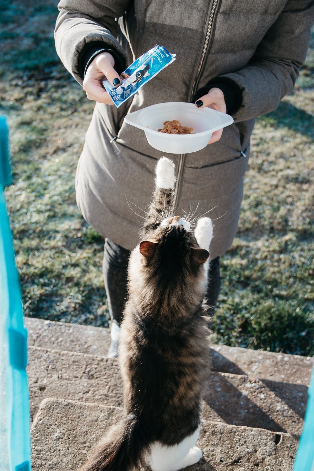 Kat bliver fodret